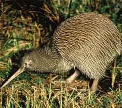 Common Kiwi